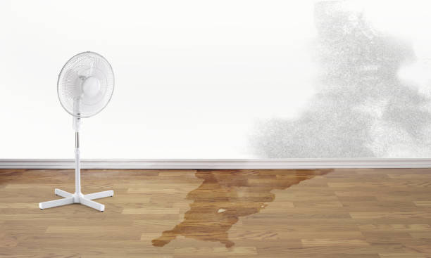 Best Mold removal after water damage  in Esparto, CA